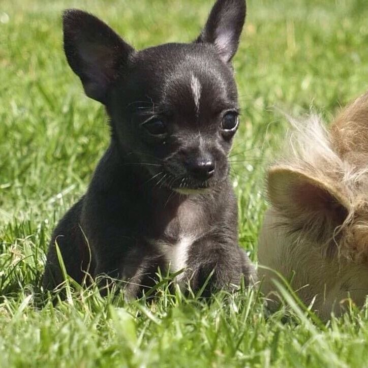 Schwarzer Chihuahua im Garten