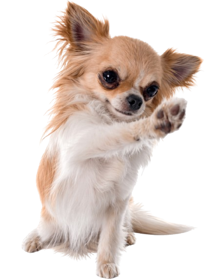 Langhaar-Chihuahua mit erhobener Vorderpfote