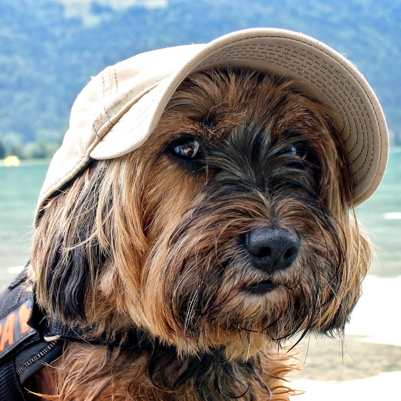 Hund mit Sonnenhut – Zeit für Urlaub