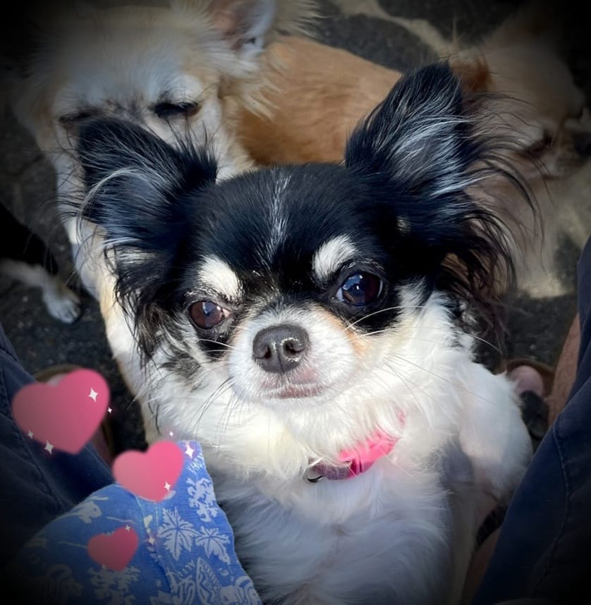 Kunigunde