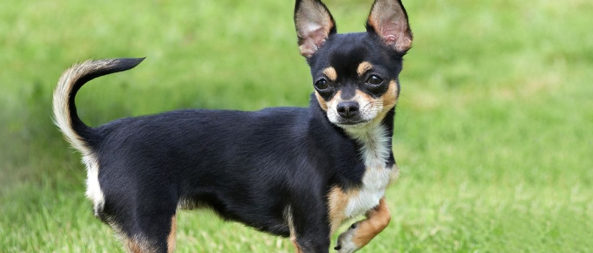Chihuahuas = Qualzucht?