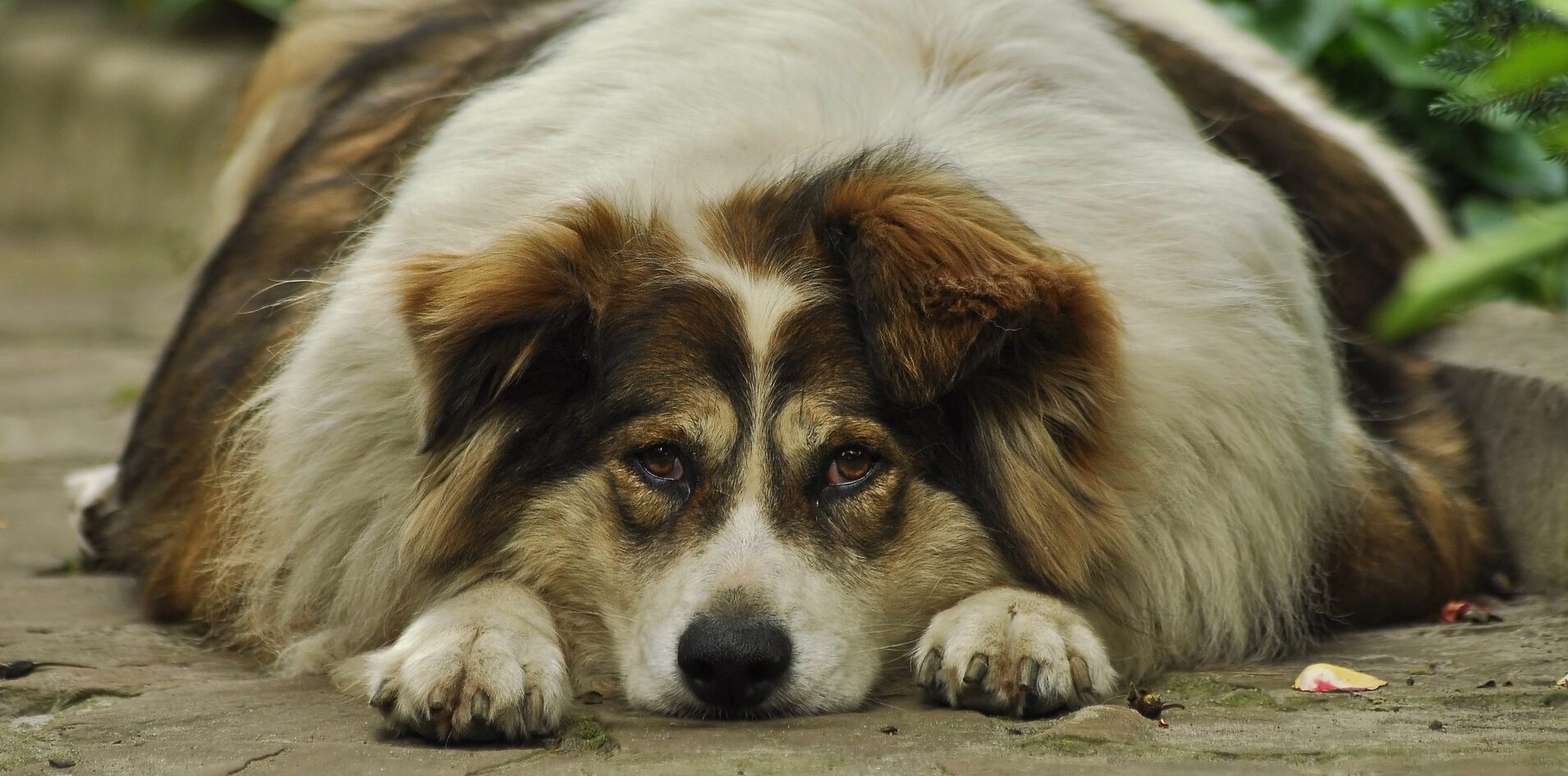 Abspecken für den Hund