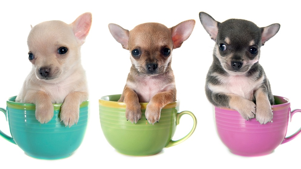 Tea-Cup-Chihuahua´s – Bitte nicht!