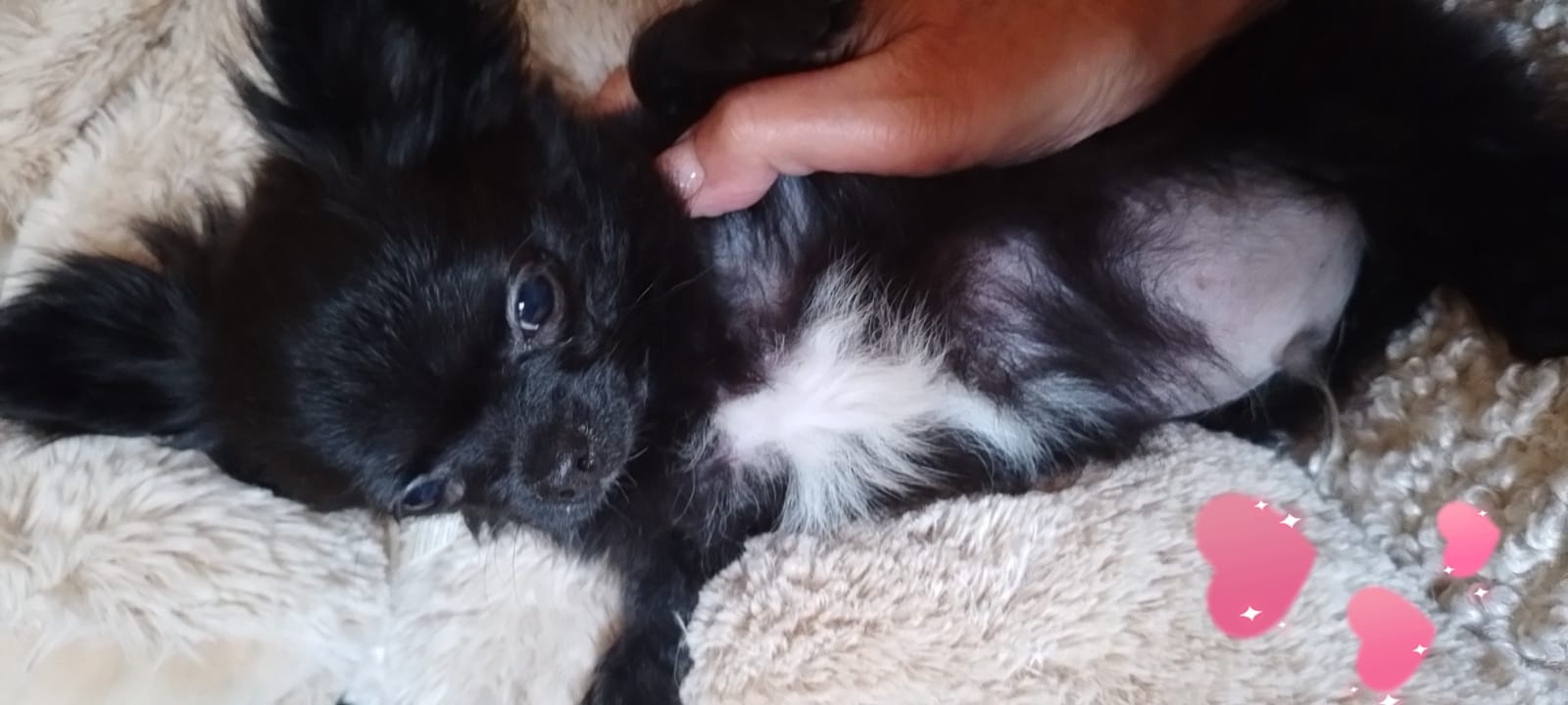 Chihuahua-Welpen aus dem X-Wurf