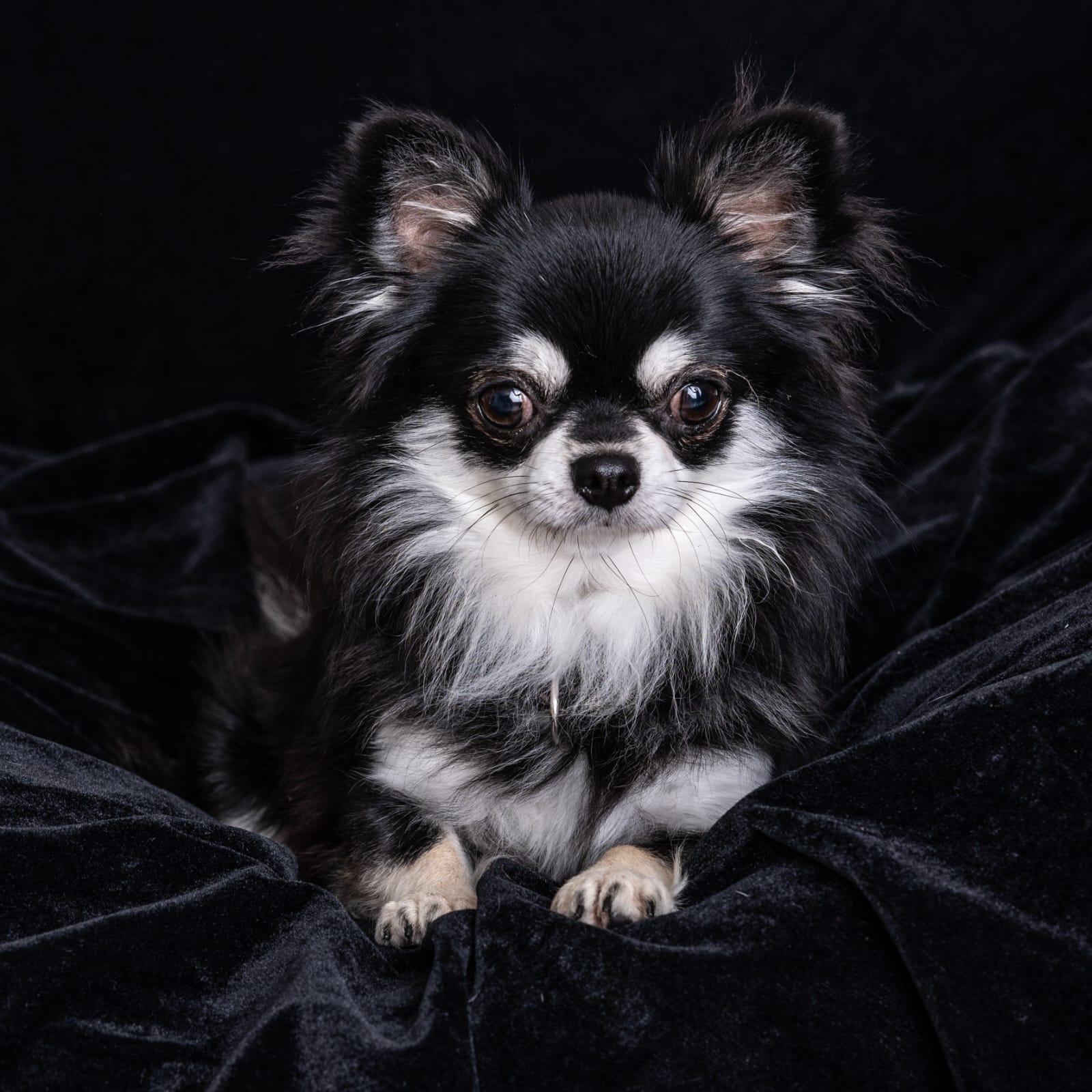 Liebevolle und verantwortungsvolle Chihuahuazucht de Terrestreitatem